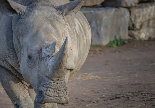 Portrait White Rhinoceros Ceratotherium Simum Close Rhino Head High Quality — Stock Photo, Image