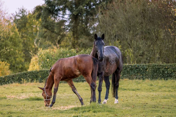 stock image Mare and her beautiful foal. Horse with foal. Horse close-up photo