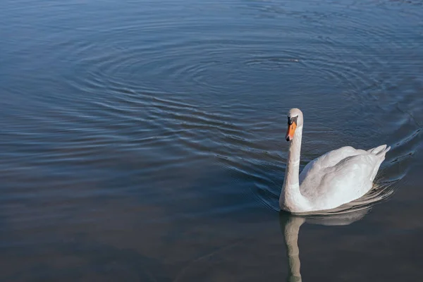 stock image Beautiful white swam swimming in the pond. Portrait of a beautiful swan