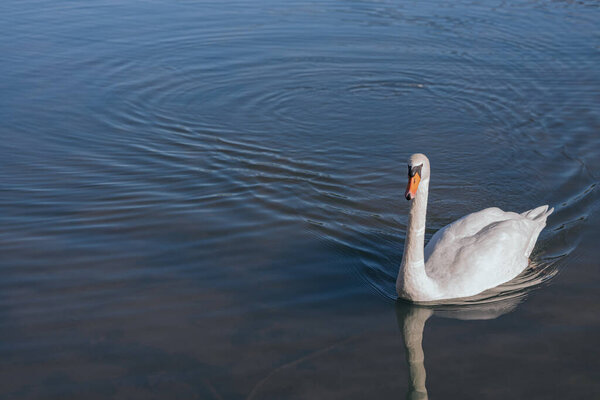 Beautiful white swam swimming in the pond. Portrait of a beautiful swan