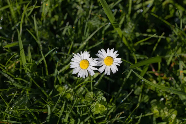 Green Meadow Daisies Top View White Flowers Lawn Top View — Stock Photo, Image