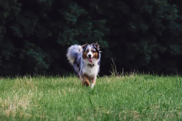 Aktivt Leende Och Glad Hund Utomhus Gräsparken Solig Sommardag — Stockfoto