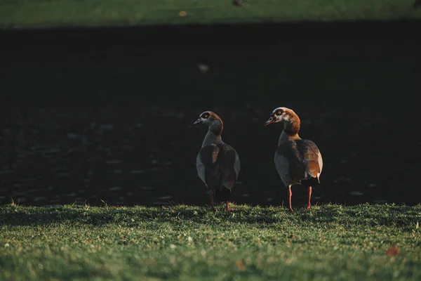 Ein Gänsepaar Steht Der Nähe Des Sees Park Familie Ägyptischer — Stockfoto