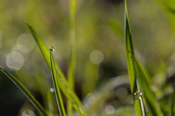 Morning Meadow Morning Dew Grass Defocused Photo Close Dew — Stock Photo, Image