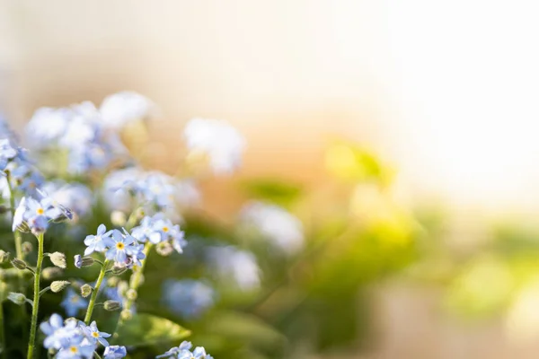 Blue Forget Flowers Blooming Bright Warm Sunlight Myosotis Scorpioides Blooming — Stock Photo, Image