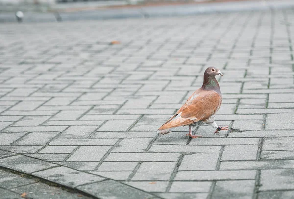 Closeup Lone Brown Pigeon Walking Street — Stock Photo, Image