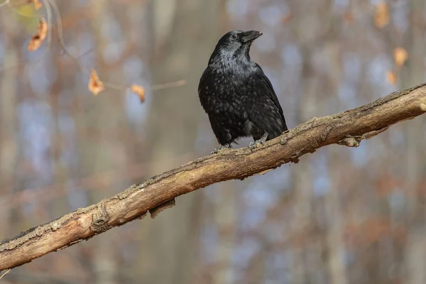 Common raven Bird, large all-black passerine bird on tree branch