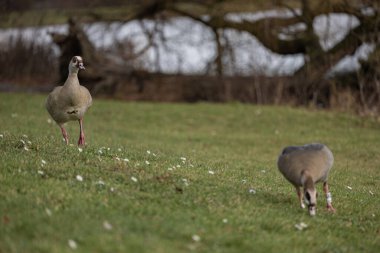 Erkek ve dişi Mısırlı kaz çayırda otluyor. Onlar güzel tüyleri olan büyük renkli vahşi kuşlar.