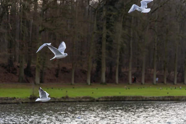 A flock of birds flying over lake in the forest. Seagulls flying above the lake in the forest