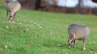Erkek ve dişi Mısırlı kaz çayırda otluyor. Onlar güzel tüyleri olan büyük renkli vahşi kuşlar.