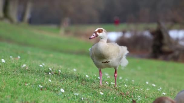 Egyptian Goose Grazing Quacking Grassland Big Colorful Wild Bird Beautiful — Vídeos de Stock