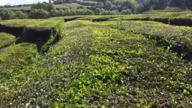 Beautiful flight over a tea farm on Azores Island. Tea is planted on a steep hillside near the ocean. High quality 4k footage