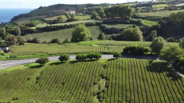 Beautiful Aerial Tea Plantation Azores Island Drone Flight Tea Fields — Vídeo de stock