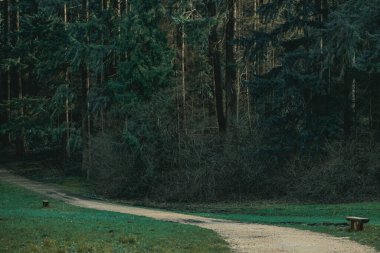 Orman parkındaki patikalı eski ahşap bank.