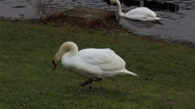 Swans graze on the grass near the pond. Gorgeous bird feeding in park. Tranquil swan walking outdoors