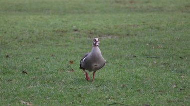 Beautiful goose walks in the park. The Egyptian goose Alopochen aegyptiaca is a beautiful bird.