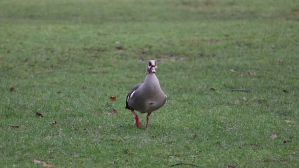 Beautiful Goose Walks Park Egyptian Goose Alopochen Aegyptiaca Beautiful Bird — Αρχείο Βίντεο