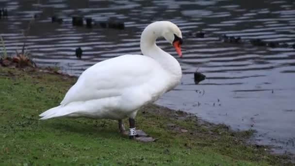 Swans Graze Grass Pond Gorgeous Bird Feeding Park Tranquil Swan — Vídeo de stock