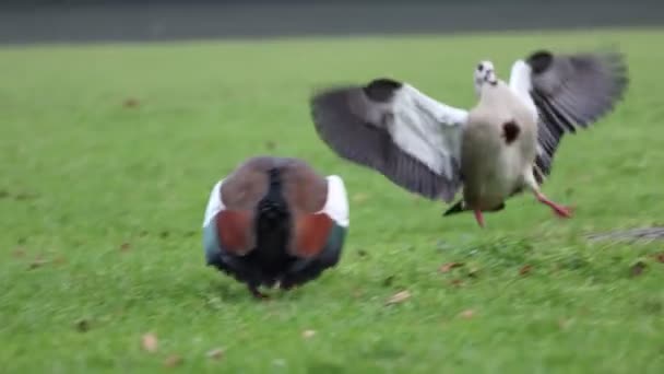 Geese Honking Waving Wings Meet Together Geese Meadow — Vídeo de Stock