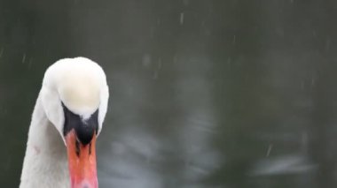 Close-up at beautiful white swan. Snow falls in the background