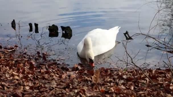 Mute Swan Searches Food Leaves Elegant Wildlife Natural Habitat — Αρχείο Βίντεο
