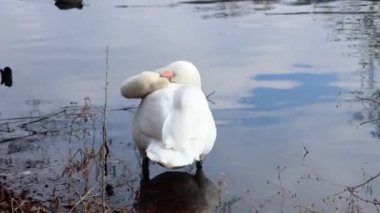 Majestic white mute swan preens in water, grooming its feathers. Beautiful bird in serene habitat.