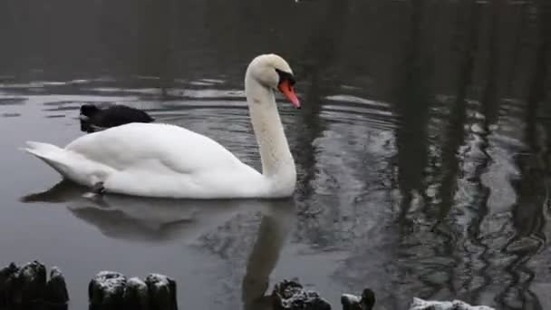 Mute Swan Glides Calm Lake Elegant Bird Serene Aquatic Habitat — Video
