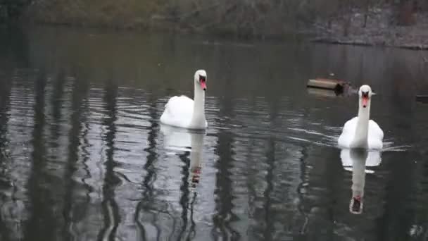 2つのミュート白鳥の静かな湖で滑空 穏やかな水生生息地の雄大な鳥 — ストック動画