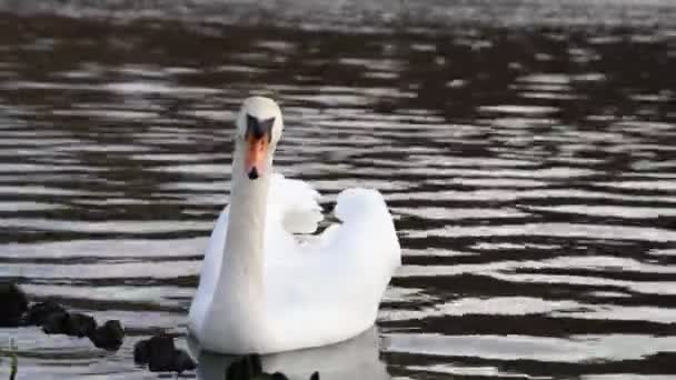 Graceful Mute Swan Swims Peaceful Lake Majestic Bird Glides Tranquil — Video