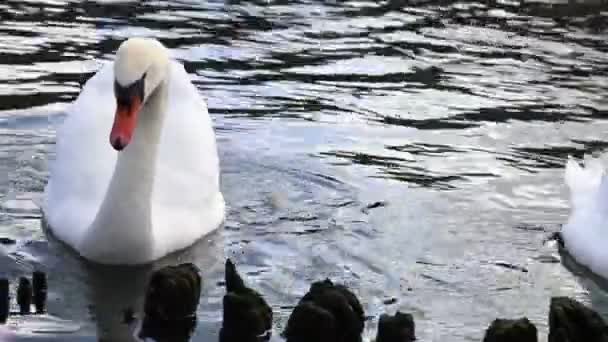 Couple Mute Swans Swim Lake Search Food — Video