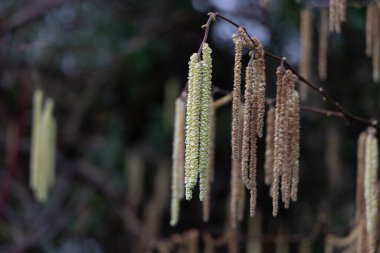 Close-up of wet yellow flowering hazelnut catkins on blurred background