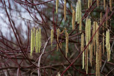 Close-up of yellow flowering hazelnut catkins on blurred background