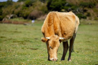 Mavi gökyüzüyle çim tarlasında otlayan inek. Otlakta dinlenen tek bir inek