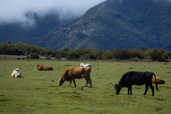 Cows standing on green field with mountains and eating grass.