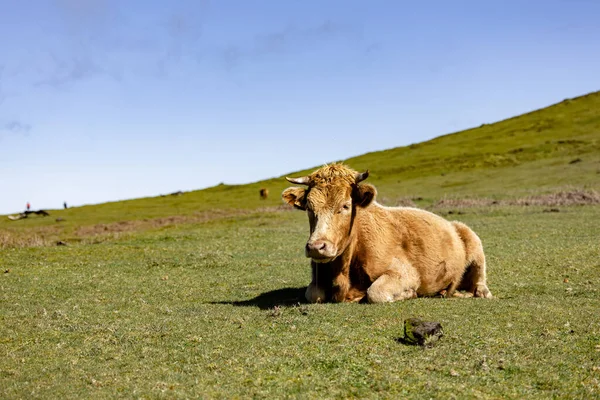 Cow in grass field with blue sky. Single Cow resting in the pasture