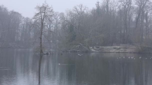 Παγωμένη Χιονισμένη Μέρα Στο Πάρκο Πουλιά Στη Λίμνη Χειμώνα Πτώση — Αρχείο Βίντεο