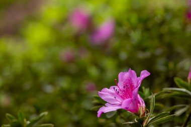 Rhododendron simsii Indian Azalea, Sims Azalea, Mountain Rose, Mountain Peony. Çekici bir şekilde vahşi pembe gül, kabarık yapraklar