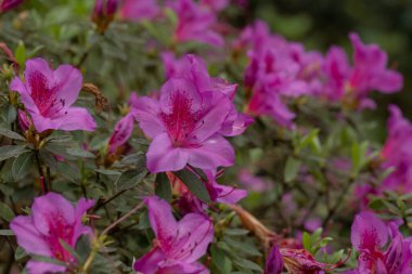 Rhododendron simsii Indian Azalea, Sims Azalea, Mountain Rose, Mountain Peony. Çekici bir şekilde vahşi pembe gül, kabarık yapraklar