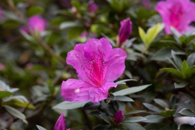 Rhododendron simsii Indian Azalea, Sims Azalea, Mountain Rose, Mountain Peony. Çekici bir şekilde vahşi pembe gül, kabarık yapraklar