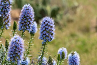 - Echium web sitesi. Boraginaceae. Küçük mavi çiçeklerin uzun sapı. Madeira Gururu.