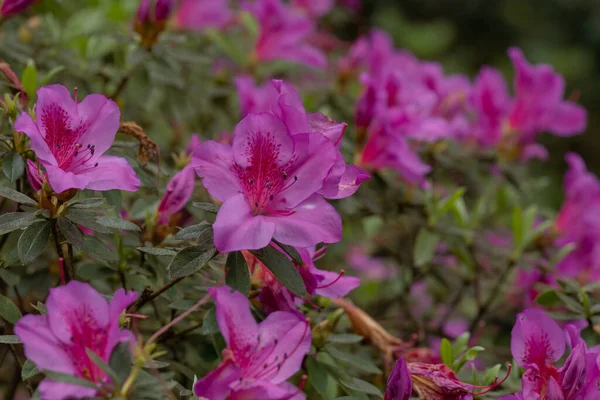 stock image Rhododendron simsii Indian Azalea, Sims Azalea, Mountain Rose, Mountain Peony. The attractively wild pink rose, ruffle petals