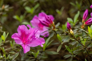 Rhododendron simsii Indian Azalea, Sims Azalea, Mountain Rose, Mountain Peony. Çekici bir şekilde vahşi pembe gül, kabarık yapraklar