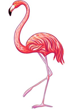 Pembe flamingo çizimi 