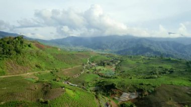 Alahan Panjang, Batı Sumatra 'daki güzel manzara manzaralı çay çiftliği tarımı.