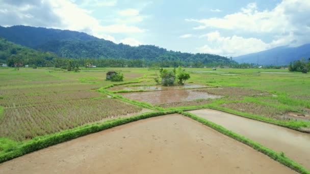 在美丽的农村地区耕作过的稻田的鸟瞰 — 图库视频影像