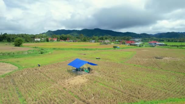 Mendirikan Pandangan Udara Petani Yang Bekerja Sawah Agam Sumatera Barat — Stok Video