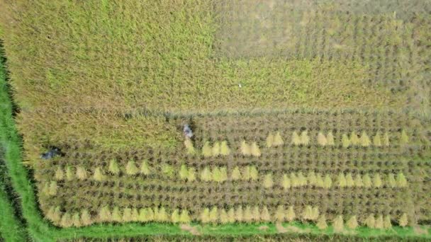 田んぼで働く農民の空中視点やトップビューを確立する アガム 西スマトラ州 — ストック動画