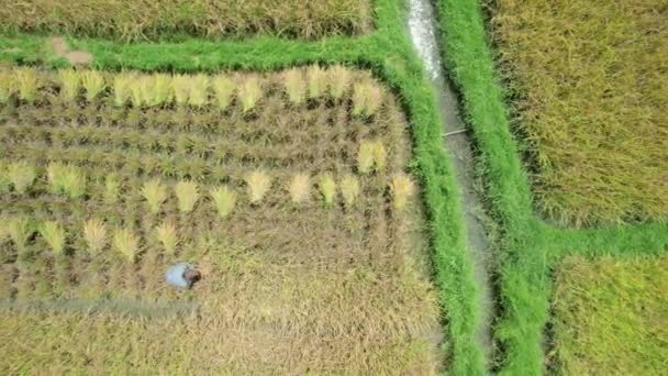 Mendirikan Pandangan Udara Atau Pandangan Atas Petani Yang Bekerja Sawah — Stok Video