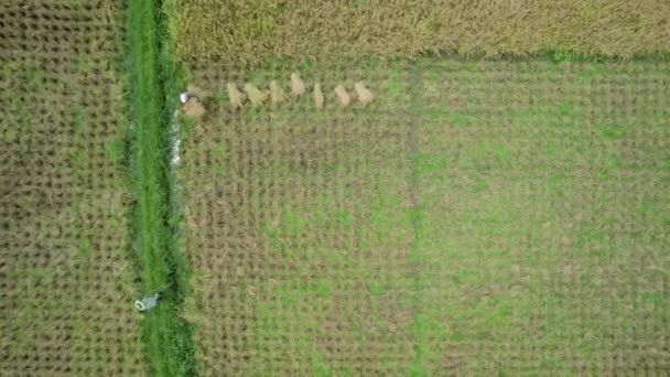 田んぼで働く農民の空中視点やトップビューを確立する アガム 西スマトラ州 — ストック動画