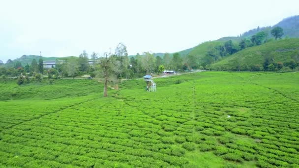 Estabeleça Agricultura Bonita Plantação Chá Vista Drone Paisagem Alahan Panjang — Vídeo de Stock